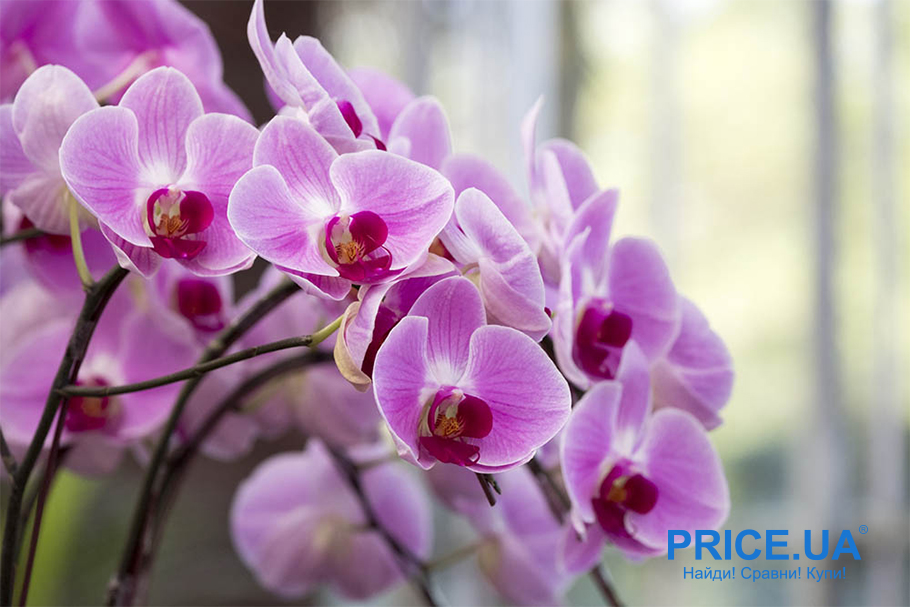 Секреты ухода за орхидеей. Законы полива