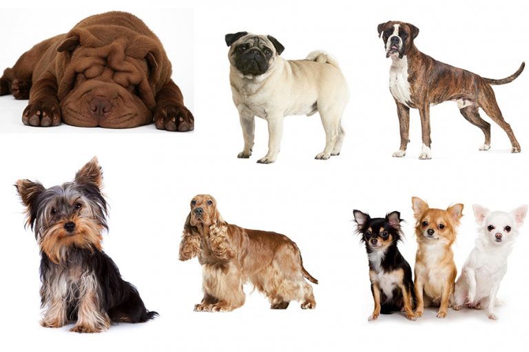 Флегматичные породы собак для квартиры с фото и описанием