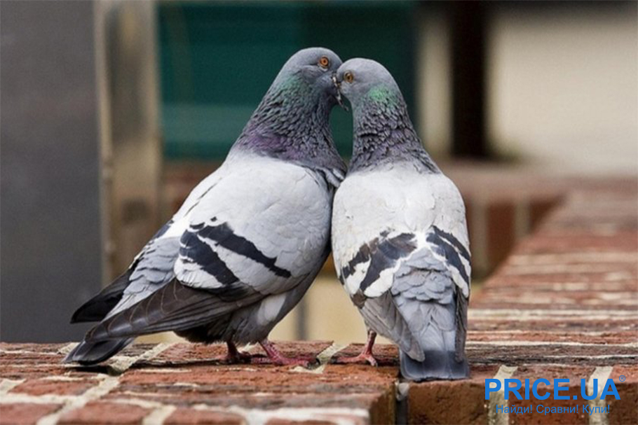 Отпугнуть голубей с карниза балкона - как? В чем опасность голубей