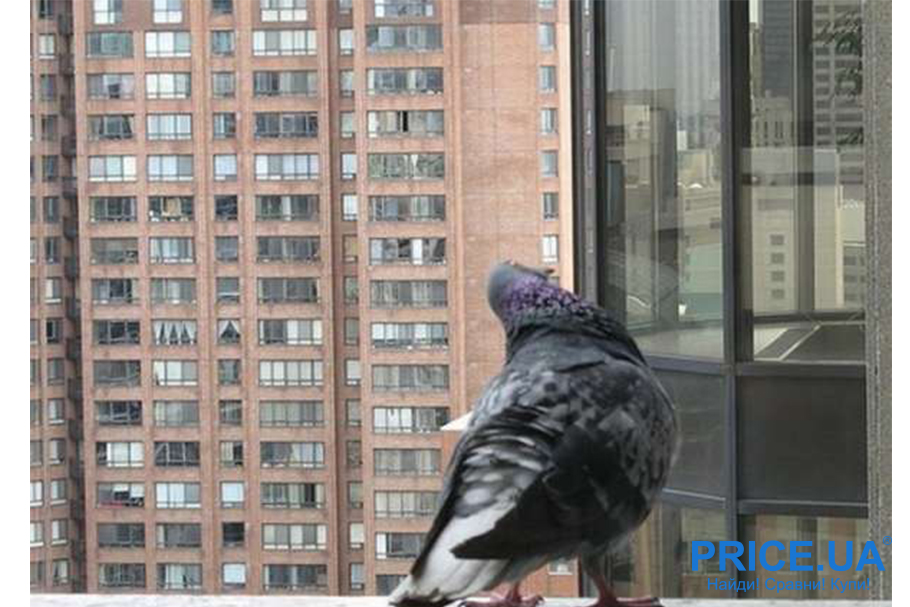 Отпугнуть голубей с карниза балкона - как? Создайте дискомфорт