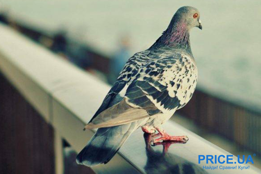 Отпугнуть голубей с карниза балкона - как? Химические отпугиватели
